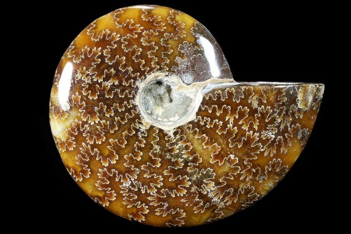 Polished, Agatized Ammonite (Cleoniceras) - Madagascar #88076